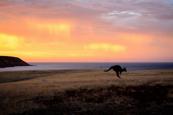 Roo at Sunset_KI_MF (1050x700)