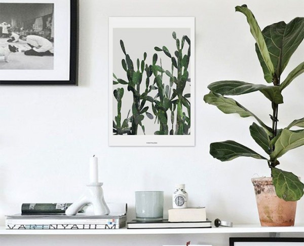 fiddle-leaf-fig-tree1