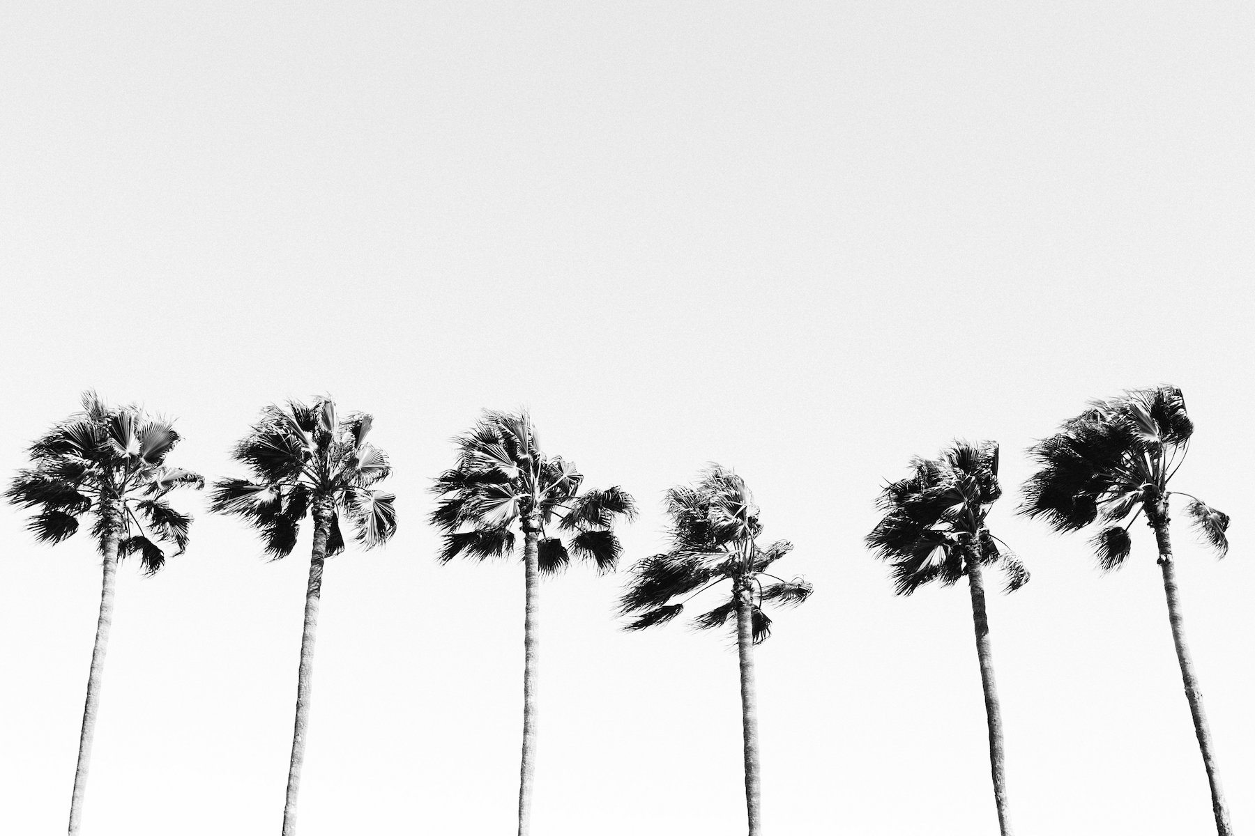 palm trees